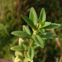 Limnophila repens (Benth.) Benth.